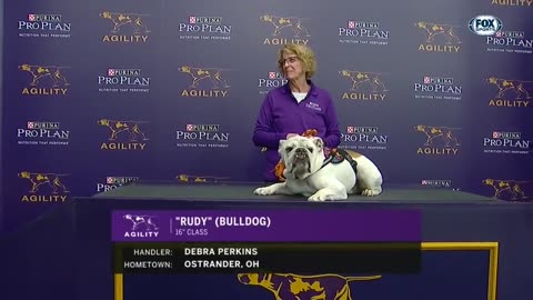 Watch Rudy the Bulldog crush the 2019 WKC Masters Agility course _ FOX SPORTS