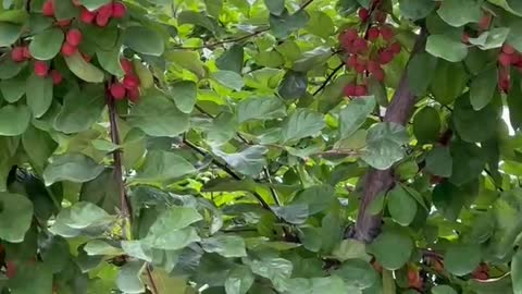 There are many red fruits on the trees