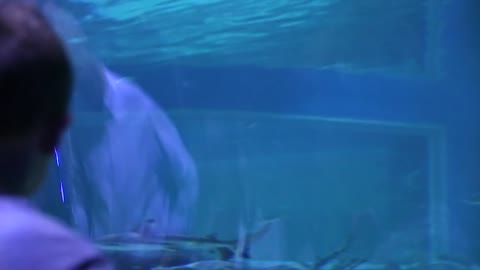 a toddler looking at sharks at the aquarium