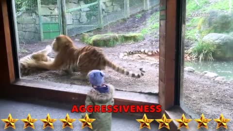 Lion VS Tiger - Tiger VS Lion - Aspin new video