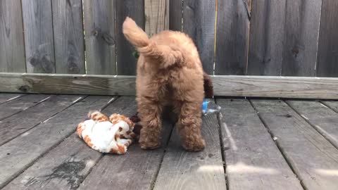 Mini Goldendoodle vs Water Bottle