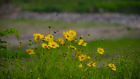 Flowers by the wind - Canyon Daisy