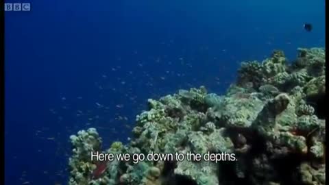 Fishing on Helium! | Pacific Abyss | BBC Earth