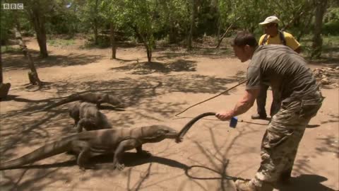 Largest Lizard on Earth