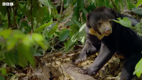 The Smallest Bear in the World | Earth's Tropical Islands | BBC Earth