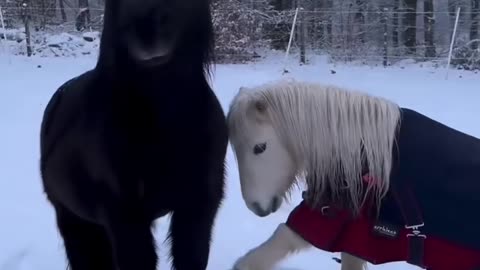 Cute pony #minihorse #pony #babyhorse