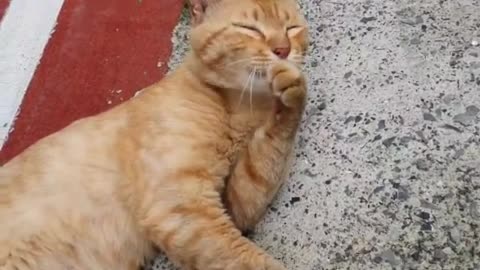 The cat is grooming and rolling around on the floor.