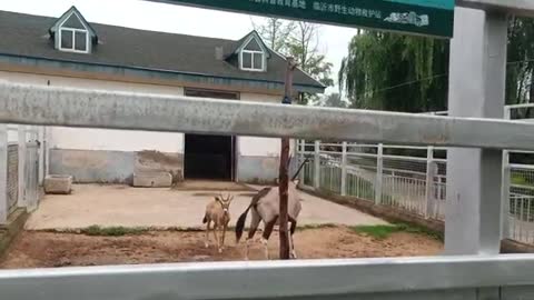 Antelope mother and child are basking in the sun