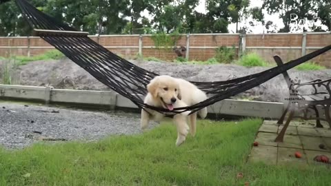 Tiny Tails and Big Smiles: The Ultimate Cute Animal Compilation! 🐹❤️