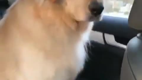 cute dog sleeping in the car