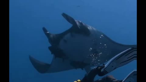 Dive guide Carlos enjoying the mantas