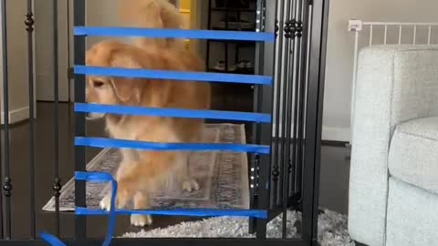 puppy vs adult dog jump