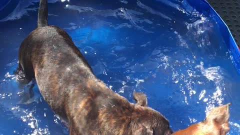 Cute staffy sisters having some pool time