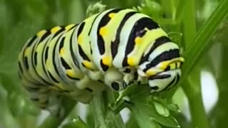 Hungry hungry Caterpillar