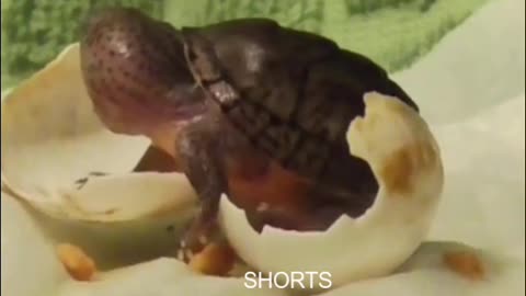 WATCH : Newborn Turtle Is Seeing The World For The Very First Time 🐢💚😍