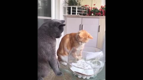 Funny Animal Videos