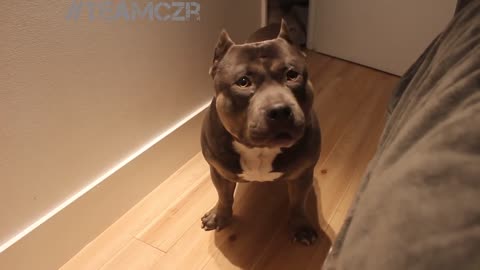 Talking dog American Bully is so cute!