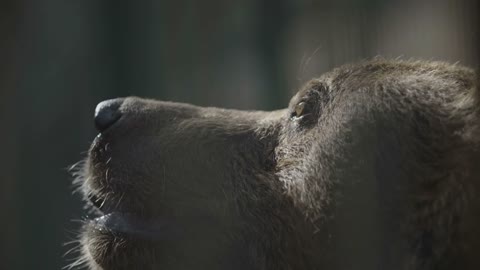 Close up of bear licking from the floor