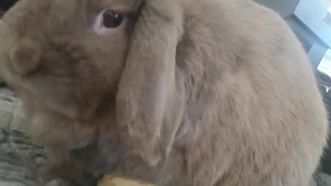 Bunny Fu Fu loves to eat bananas!