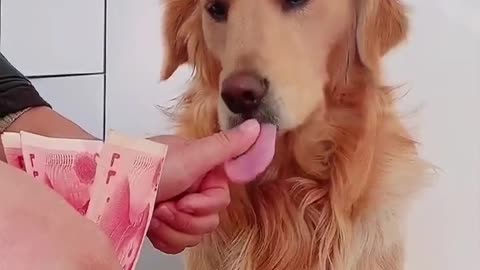 New Funny Videos dog and man or mani