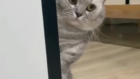 Cute & Funny Cats Doing Funny Things.