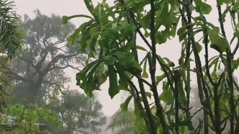 Rain Meditation for study