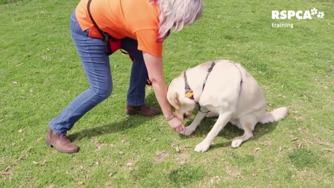 How to teach your dog sit and drop