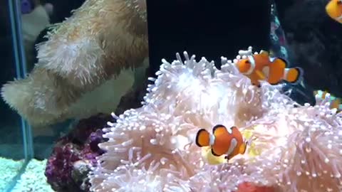 I love Nemo it so Beautiful