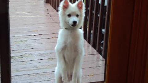 Dog Stands On Feet And Dances At Backdoor