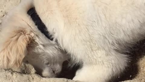 Puppy buries head at Beach