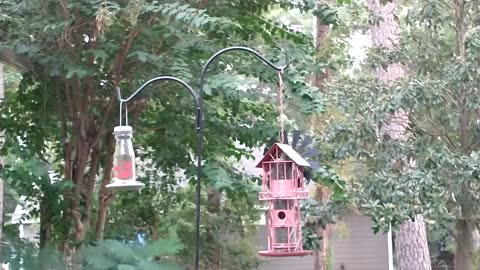 The Sound of Hummingbirds