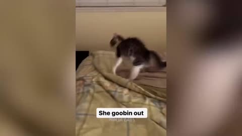 Naughty Cats & Dogs Reactions Part2... #Funny Pets