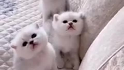 #Kittan cat#baby#cat#Quite baby singing song that kitten lesion tha songs#