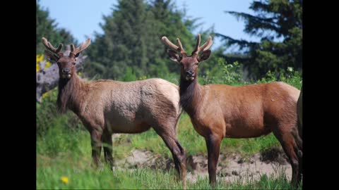 Pictures of Elk in our Gearhart Oregon yard