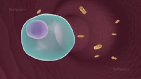 Humoral immune response