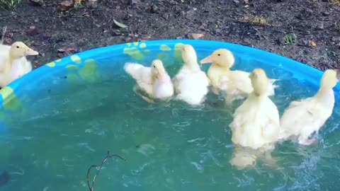 Cute Little Ducks Take a Swim in a Pool