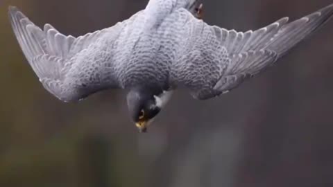 Peregrine Falcons The Fastest Animal On Earth Can Reach Speeds Of 20-30 mph Within Seconds Of Taking Off