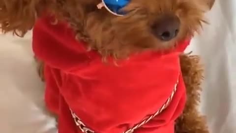 Cute Dog Chooses his dress and dressed like a ROCKSTAR - watch full video