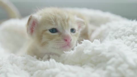 Cute cat beby animals video cute animales