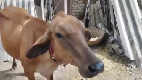 Watch the heartwarming moment of a baby cow enjoying a delightful