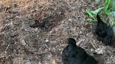 Chickens Help Prepare The Raised Beds For Next Year