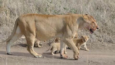 (ORIGINAL AUDIO) ADORABLE! SIX LION CUBS enjoy their first outdoor adventure (1080p 60FPS