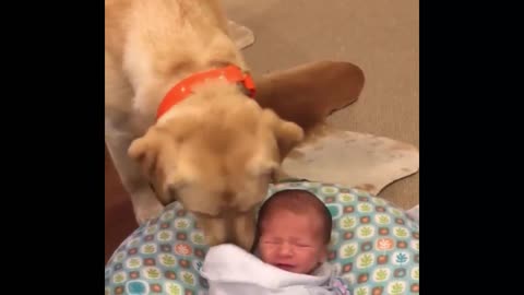 DOG MAKES LITTLE BABY TO STOP CRYING.