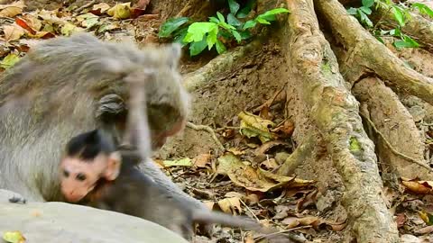 Funny Animal# baby monkeys #49#love animal.