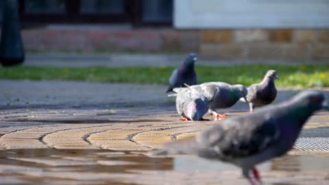 Doves in fountains in the park