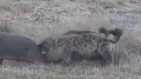 Hyenas attacking baby hippopotamus