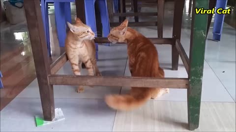 Cats Fighting and Meowing - These Two are Bloody Brothers - Viral Cat