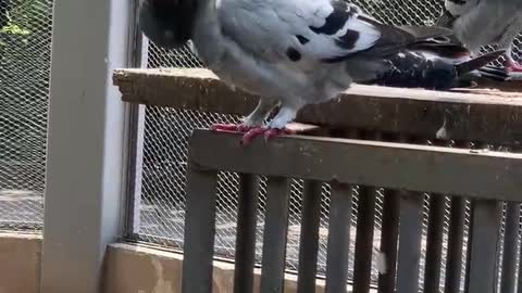 A pigeon that cherishes its feathers