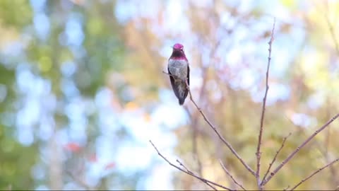 birds singing