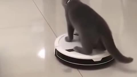 Funny Cat Takes Ride on Roomba #shorts